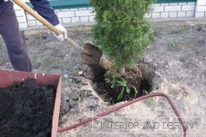 Piantare thuja è semplice, la cosa principale è scavare correttamente un buco e aggiungere fertilizzante.
