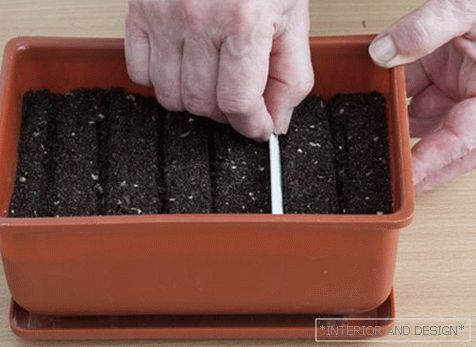 Capacità di germinare i semi di calendula