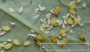 Afide - foto di insetti su una foglia di cetriolo